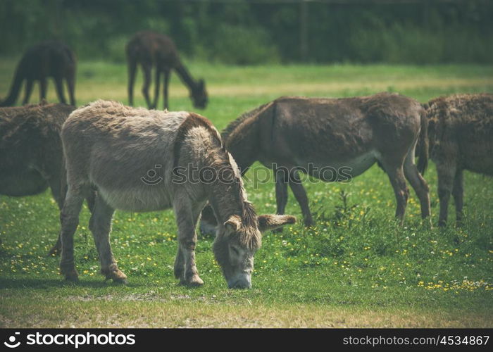 Donkeys grazing on a green meadow in the summer