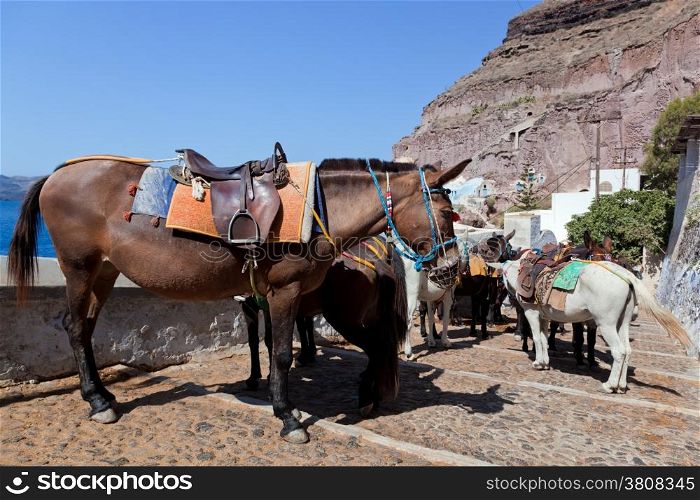 Donkeys in Fira on the Santorini island, Greece. They are a local symbol and take people, tourists to the port down the cliff.