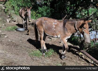 Donkeys on the back yard of farm house in Nepal