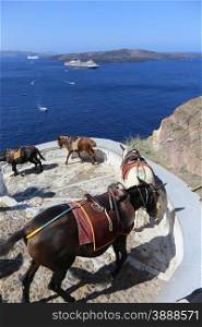 Donkeys on the climb from the harbor in Fira,Santorini, Greece