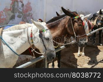 Donkeys on the climb from the harbor in Fira,Santorini, Greece