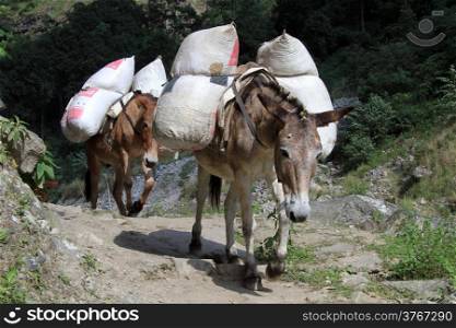 Donkeys on the footpath in mountain in Nepal