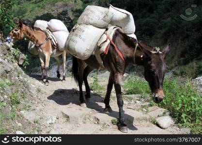 Donkeys on the road in mountain Nepal