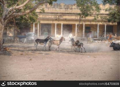 Donkeys on the streets of Jaipur in India. Donkeys on the streets