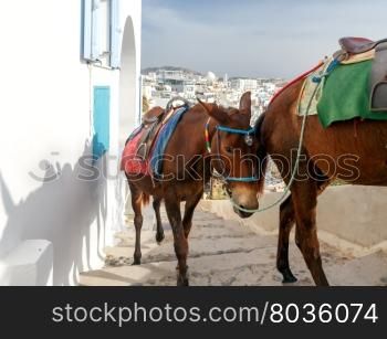 Donkeys to transport tourists from the harbor to the town Fira, located on the top of the mountain.