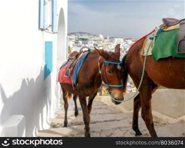 Donkeys to transport tourists from the harbor to the town Fira, located on the top of the mountain.