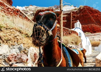 Donkeys to transport tourists from the harbor to the village Oia located at the top of the mountain.. Donkeys for horse riding in the village Oia.