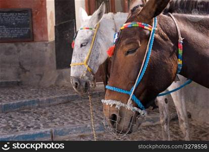 Donkeys with colourful bridle in Santorini Greece