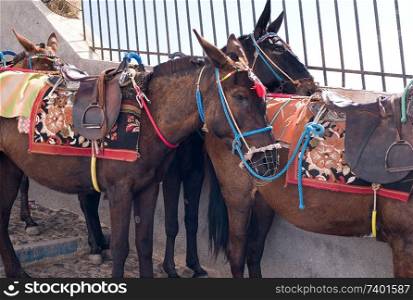 Donkeys with colourful bridle in Santorini Greece