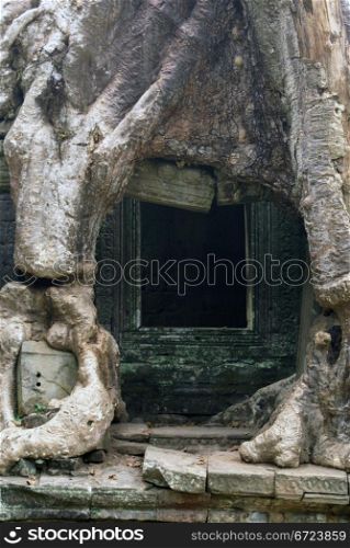 Door of the temple and root, Angkor, Cambodia