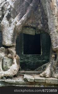 Door of the temple and root, Angkor, Cambodia