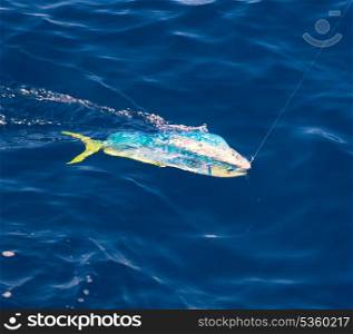 Dorado Mahi-Mahi fish hooked with fishing line in blue ocean sea