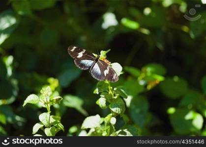 Doris butterfly (Heliconius Doris) on a plant
