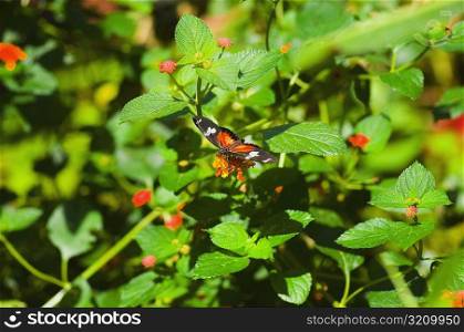 Doris butterfly (Heliconius Doris) pollinating flowers