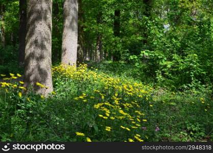 Doronicum pardalianches in the forest.