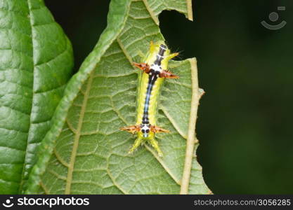 Dorsal of Colorful caterpillar, Monema flavescens, Satara, Maharashtra, India