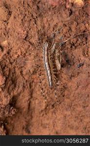 Dorsal of House centipede, Scutigera coleoptrata, Satara, Maharashtra, India