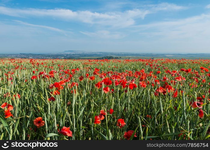 Dorset Poppy Field at Sunset