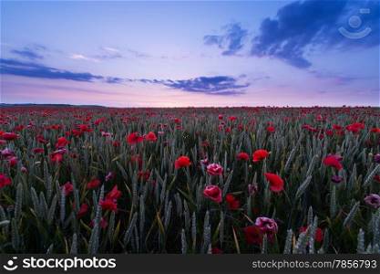 Dorset Poppy Field at Sunset