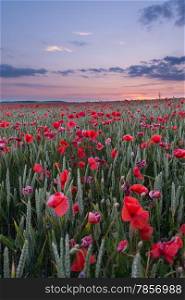 Dorset Poppy Field at Sunset
