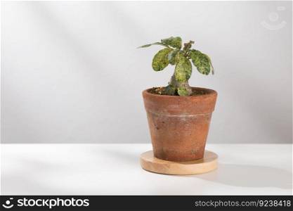 Dorstenia foetida variegata or Dorstenia Plant on the clay pot.