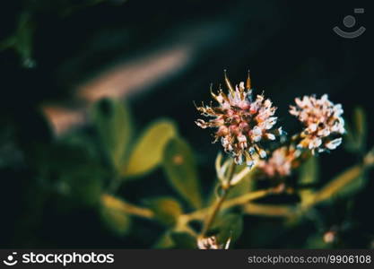 Dorycnium rectum plant on a dark background