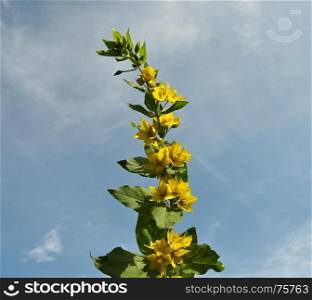 Dotted loosestrife at blue sky