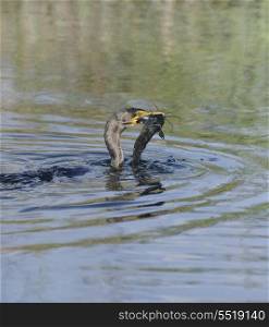 Double-crested Cormorant (Phalacrocorax carbo) With Catfish