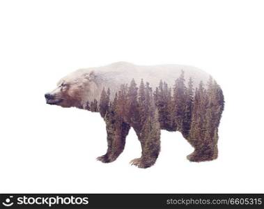 Double exposure of a wild brown bear and a pine forest isolated on white background