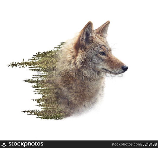 Double exposure of coyote portrait and pine forest on white background