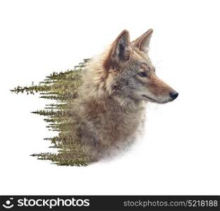 Double exposure of coyote portrait and pine forest on white background
