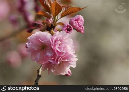 Double flowering cherry tree