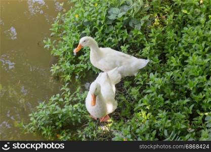 Double geese beside of water lake, stock photo