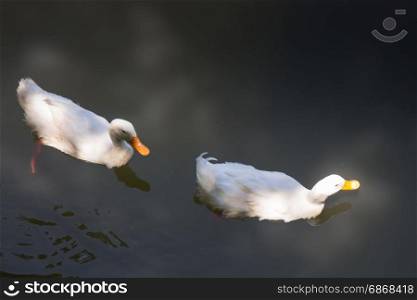 Double geese swimming in lake, stock photo