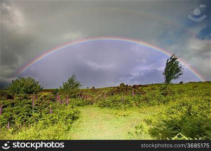 Double rainbow above field on foxgloves in Summer