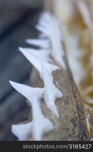 Double Row of Teeth Closeup