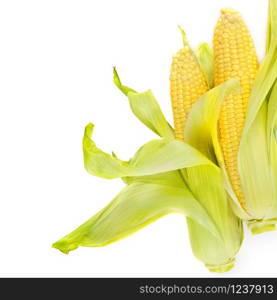 Double sweet corn ears isolated on white background . Free space for text.