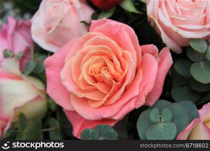 double toned rose in shades of orange and pink