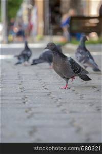 Dove. A free dove walking along the street. Blurred background.