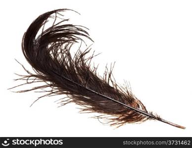 dove-coloured ostrich feather on white background close up