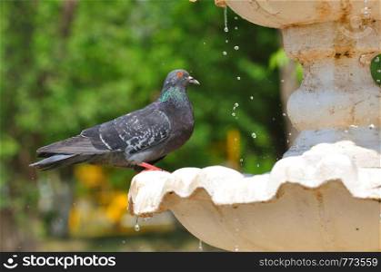 Dove drinks water from the fountain summer day