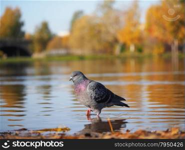 dove gray on the lake
