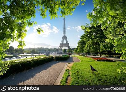 Dove in Trocadero Gardens near Eiffel Tower in Paris, France