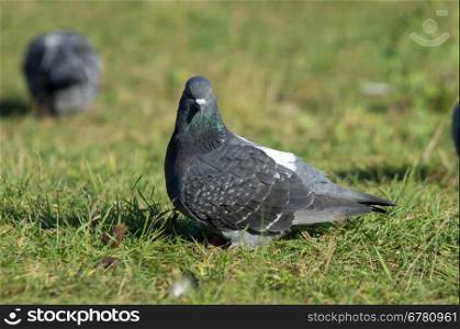 dove into the green grass