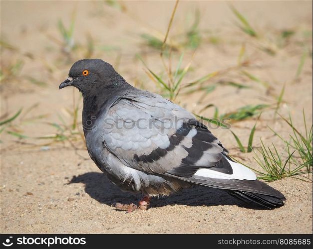 Dove on the beach