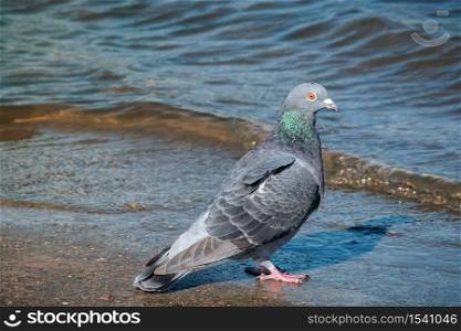 Dove photography near waterfront. Wildlife of grey pigeon near shore and wave. Freedom peaceful scenery with bird and shoreline. Free alone birdie standing in curious position. concept of independent
