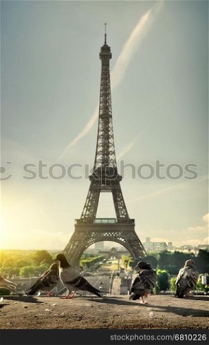 Doves and Eiffel Tower in Paris at sunset, France