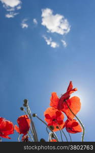 Downview of backlight poppies