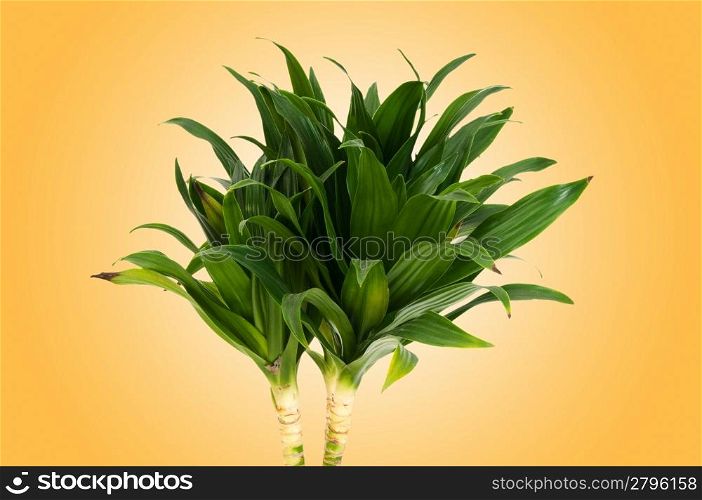 Dracaena plant against gradient background