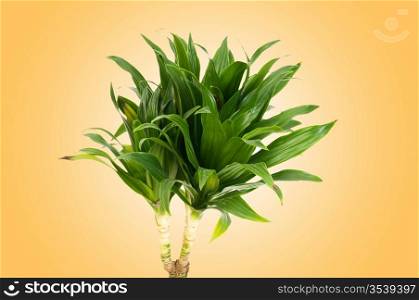 Dracaena plant against gradient background